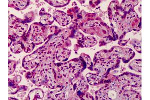 Anti-MED28 antibody IHC of human placenta. (MED28 anticorps  (Internal Region))