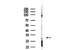 Western blot analysis of lysates from Rat liver, using Phospho- (Ser63) Antibody at 1/1000 dilution.