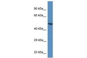 Image no. 1 for anti-Tripartite Motif Containing 11 (TRIM11) (AA 383-432) antibody (ABIN6746214) (TRIM11 anticorps  (AA 383-432))