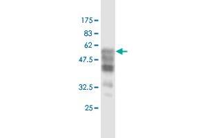 Western Blot detection against Immunogen (60.
