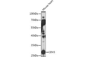 Western blot analysis of extracts of Mouse heart, using CDV3 Rabbit pAb (ABIN7266240) at 1:1000 dilution.