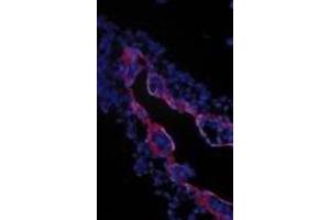 Immunohistochemical staining of extraembryonic membranes from stage 16 chick embryos using  TGFβIII receptor antibody. (TGFBR3 anticorps  (Extracellular Domain))