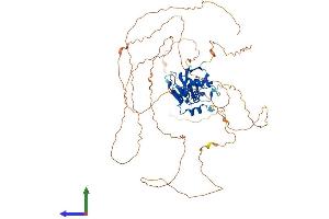 AlphaFold protein structure predicition of Mouse Recombinant Foxk2 Protein, UniprotID Q3UCQ1