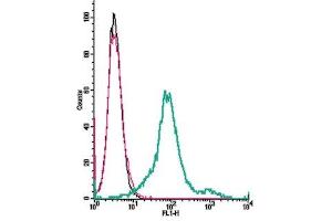 Cell surface detection of CCR7 receptor α by indirect flow cytometry in live intact mouse  microglia cells:  + goat-anti-rabbit-FITC. (CCR7 anticorps  (Extracellular))