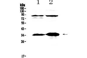 Western blot analysis of IL33 using anti-IL33 antibody . (IL-33 anticorps  (AA 102-264))