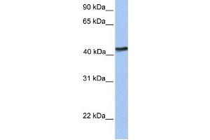 Western Blotting (WB) image for anti-IGF-like family receptor 1 (IGFLR1) antibody (ABIN2459336) (IGF-like family receptor 1 (IGFLR1) anticorps)
