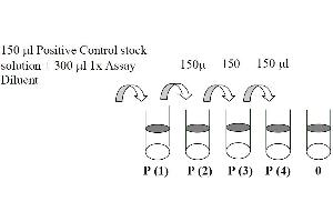 This picture shows the preparation of the positive control.