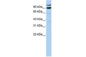 LONRF3 antibody used at 1 ug/ml to detect target protein. (LONRF3 anticorps  (Middle Region))