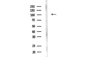 anti-ER Degradation Enhancer, Mannosidase alpha-Like 3 (EDEM3) (C-Term) antibody