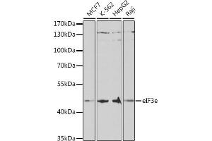 Western blot analysis of extracts of various cell lines, using eIF3e antibody (ABIN6127836, ABIN6140059, ABIN6140060 and ABIN6221101) at 1:1000 dilution. (EIF3E anticorps  (AA 1-445))