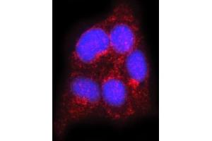 IF analysis of FLOT2 using anti-FLOT2 antibody (ABIN7600242).