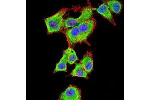 Immunofluorescence analysis of HepG2 cells using YWHAB mouse mAb (green).