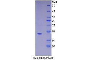 SDS-PAGE analysis of Mouse VPREB1 Protein. (VPREB1 Protéine)