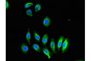 Immunofluorescent analysis of A549 cells using ABIN7148816 at dilution of 1:100 and Alexa Fluor 488-congugated AffiniPure Goat Anti-Rabbit IgG(H+L) (CREB3L1 anticorps  (AA 396-500))