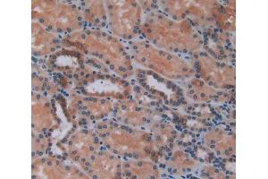IHC-P analysis of kidney tissue, with DAB staining. (CXCL2 anticorps  (AA 34-107))