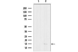 Western blot analysis of lysates from Hela cells, using PPBP Antibody.