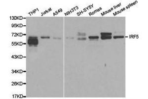 Western Blotting (WB) image for anti-Interferon Regulatory Factor 5 (IRF5) antibody (ABIN1873273) (IRF5 anticorps)