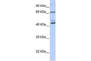 Western Blotting (WB) image for anti-Zinc Finger Protein 324 (ZNF324) antibody (ABIN2458273) (ZNF324 anticorps)