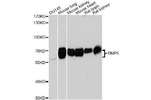 Western blot analysis of extracts of various cell lines, using BMP6 Antibody. (BMP6 anticorps  (AA 100-200))