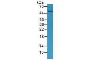 Rabbit Capture antibody from the kit in WB with Positive Control: Mouse placenta tissue. (MMP13 Kit CLIA)