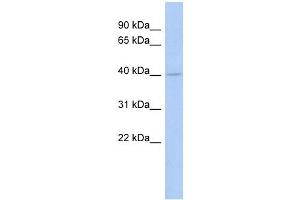 COQ2 antibody used at 1 ug/ml to detect target protein.