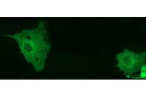 Immunofluorescence (IF) image for anti-Myotubularin Related Protein 14 (MTMR14) antibody (ABIN1499586) (MTMR14 anticorps)