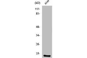Western Blot analysis of A549 cells using PGE synthase Polyclonal Antibody (Prostaglandin E Synthase anticorps  (Internal Region))