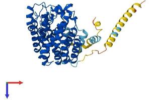 AlphaFold protein structure predicition of Human Recombinant FDFT1 Protein, UniprotID P37268