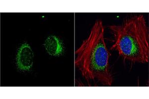 ICC/IF Image HYOU1 antibody [C2C3], C-term detects HYOU1 protein at endoplasmic reticulum by immunofluorescent analysis.
