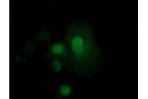 Anti-RND1 mouse monoclonal antibody (ABIN2453602) immunofluorescent staining of COS7 cells transiently transfected by pCMV6-ENTRY RND1 (RC205535). (RND1 anticorps)