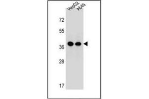 Western blot analysis of Erlin-1 Antibody  in HepG2, A549 cell line lysates (35ug/lane). (ERLIN1 anticorps  (Middle Region))