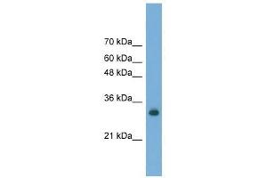 FAM78A antibody used at 0. (FAM78A anticorps  (C-Term))