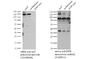 Western Blotting (WB) image for anti-CRISPR-Cas9 (AA 1150-1200) antibody (ABIN2670026) (CRISPR-Cas9 (AA 1150-1200) anticorps)