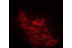 ABIN6267256 staining K562 cells by ICC/IF.