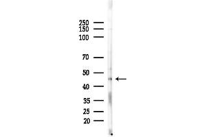 anti-G Protein-Coupled Receptor 151 (GPR151) (C-Term) antibody