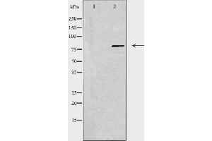 Western blot analysis of extracts from 3T3 cells using USP44 antibody. (USP44 anticorps  (Internal Region))