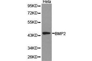 Western Blotting (WB) image for anti-Bone Morphogenetic Protein 2 (BMP2) antibody (ABIN1871311) (BMP2 anticorps)