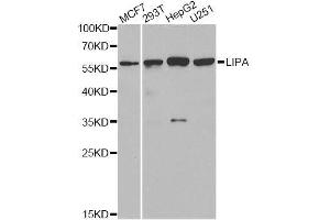 Western blot analysis of extracts of various cell lines, using LIPA antibody. (Lipase A anticorps  (AA 110-399))