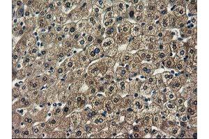 Image no. 11 for anti-Sepiapterin Reductase (SPR) antibody (ABIN1501111)