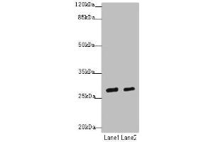 Western blot All lanes: KLF9antibody at 4. (KLF9 anticorps  (AA 1-150))