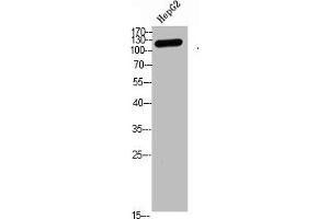 Western blot analysis of hepg2 Cell Lysate, antibody was diluted at 1:1000