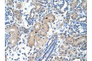 anti-Forkhead Box R2 (FOXR2) (AA 82-131) antibody