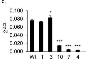 The association of PARP-1 with CCR6DNP is sequence dependent and allele specific.