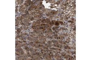 Immunohistochemical staining of human adrenal gland with FAM171A2 polyclonal antibody  shows strong cytoplasmic positivity in cortical cells at 1:20-1:50 dilution. (FAM171A2 anticorps)