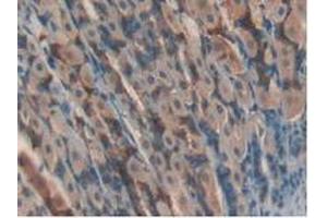 IHC-P analysis of Mouse Stomach Tissue, with DAB staining. (GPX4 anticorps  (AA 74-197))