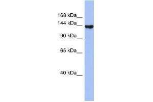 WB Suggested Anti-SYNJ2 Antibody Titration:  0. (Synaptojanin 2 anticorps  (N-Term))