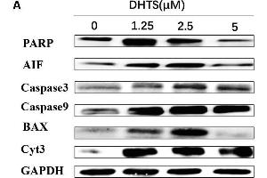 Apoptosis related proteins were detected in EOMA cells after treated with DHTS and propranolol. (BAX anticorps  (AA 1-100))