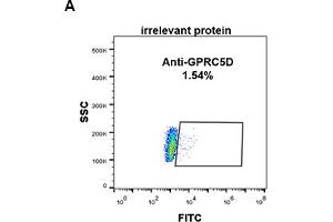Expi 293 cell line transfected with irrelevant protein (A) and human GPRC5D (B) were surface stained with Rabbit anti-GPRC5D monoclonal antibody 1 μg/mL (clone: DM89) followed by Alexa 488-conjugated anti-rabbit IgG secondary antibody. (GPRC5D anticorps  (AA 1-27))