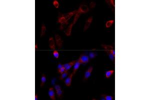 Western blot analysis of extracts of C6 cells, using KMT2A Rabbit pAb  at 1:1000 dilution.
