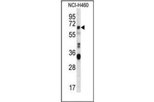 Western blot analysis of ERVFRDE1 / HERV-FRD Antibody (N-term) in NCI-H460 cell line lysates (35ug/lane).